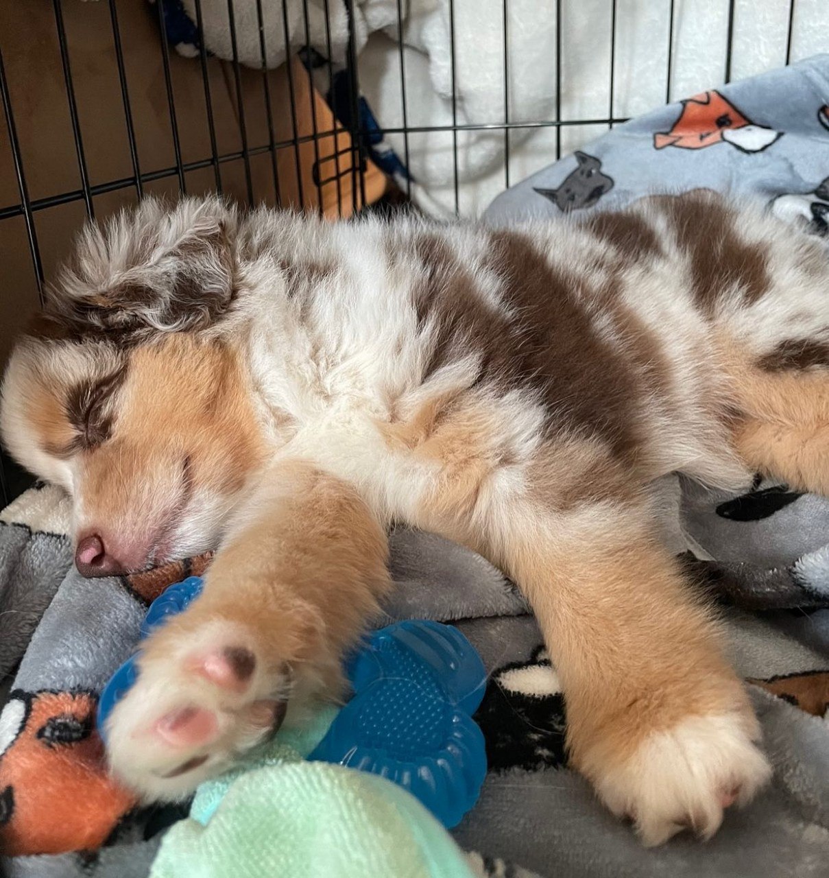 Tracy - Australian Shepherd Puppy